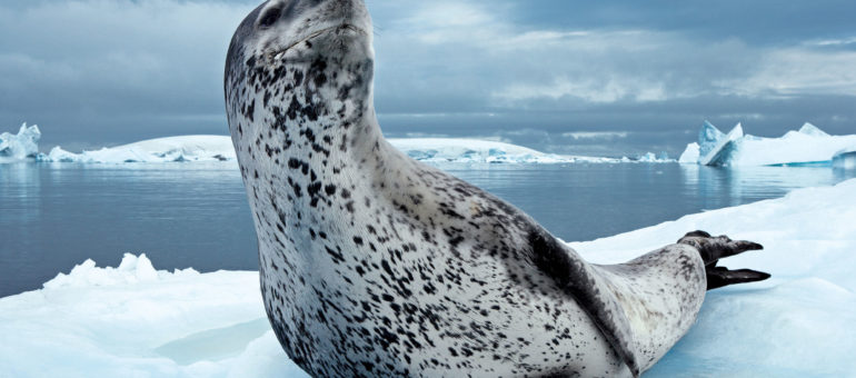 Le Musée Mer Marine démarre avec une exposition du National Geographic