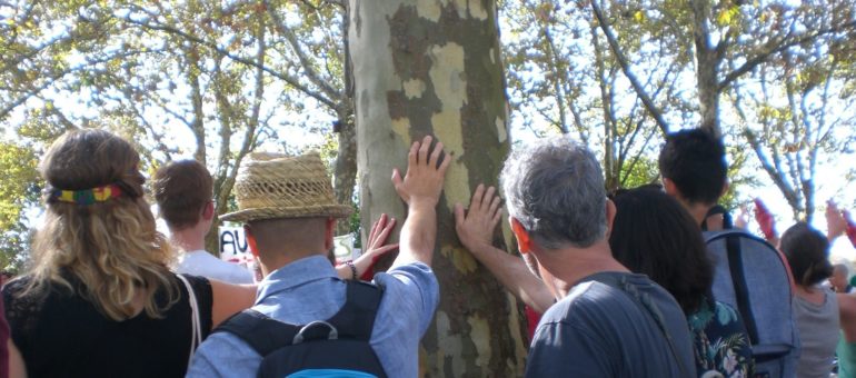 Une nouvelle association mobilisée « pour le droit des arbres » à Bordeaux