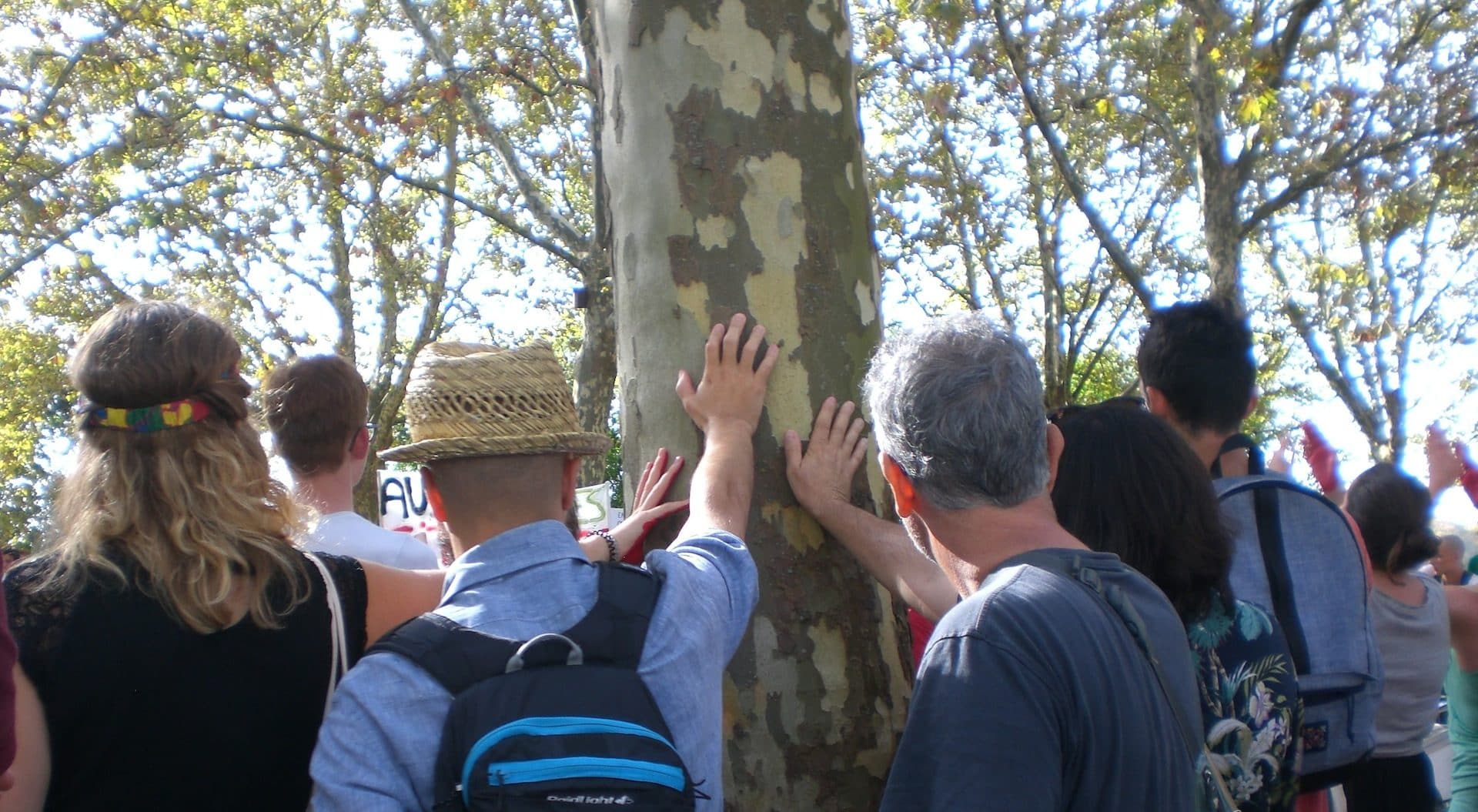 Une nouvelle association mobilisée « pour le droit des arbres » à Bordeaux