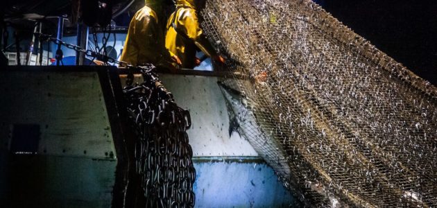 La France condamnée pour protection insuffisante des dauphins du Golfe de Gascogne