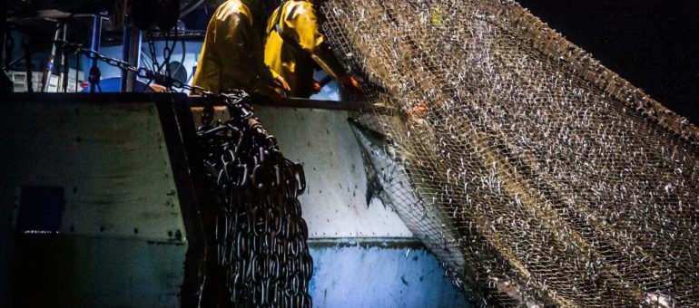 La pêche a tué des milliers de dauphins en deux mois dans le Golfe de Gascogne