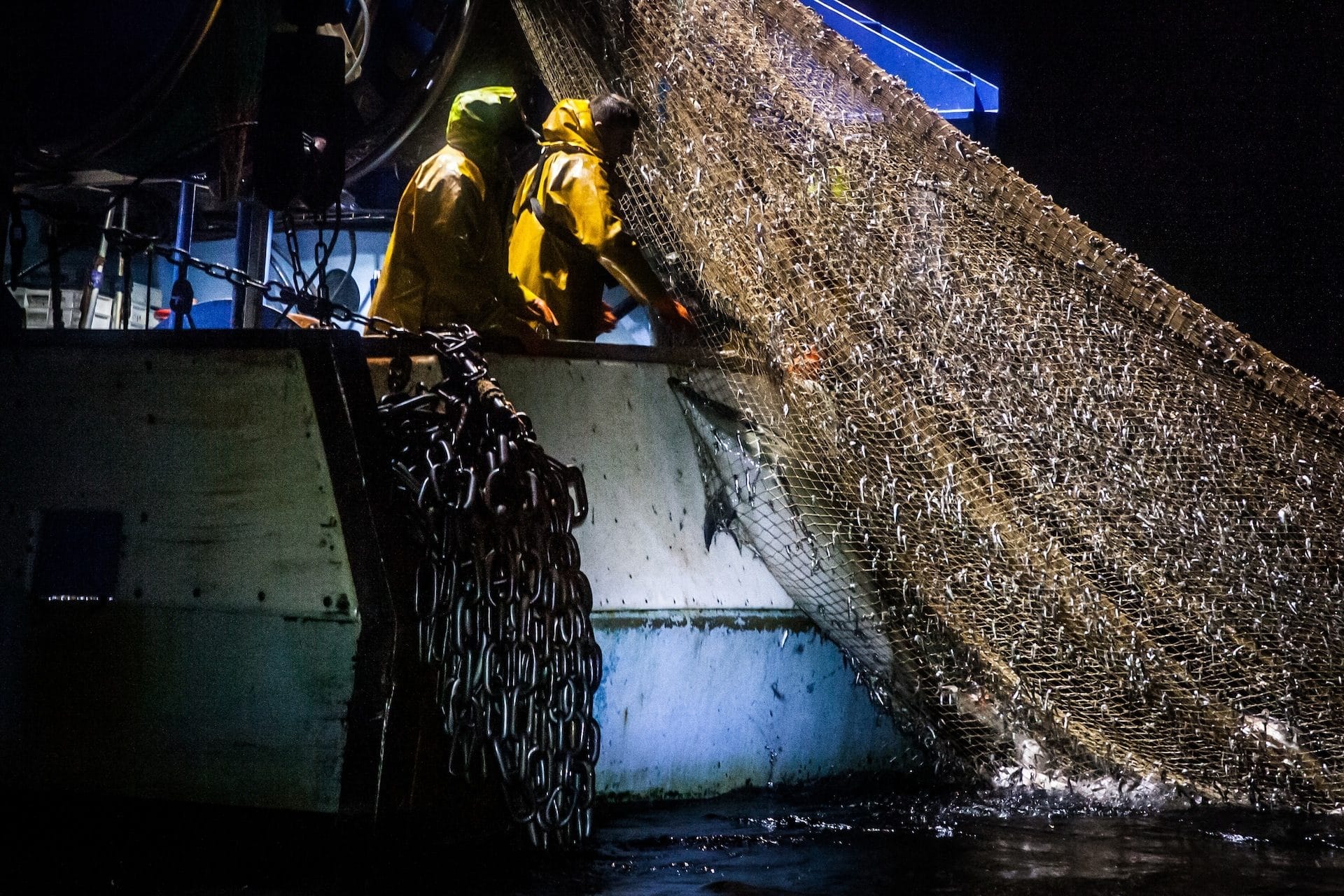La France condamnée pour protection insuffisante des dauphins du Golfe de Gascogne
