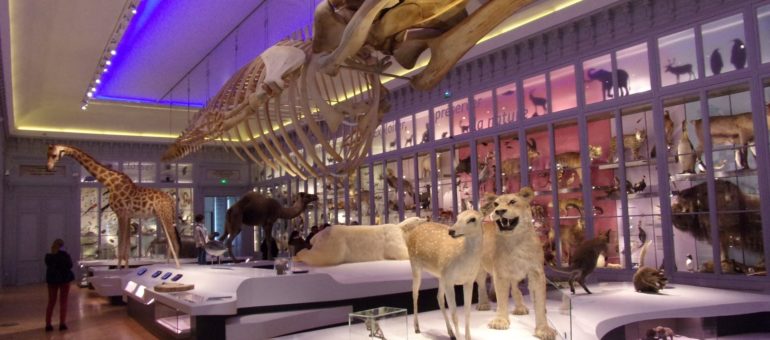 Petit pense-bête pour tout savoir sur la réouverture du Muséum de Bordeaux