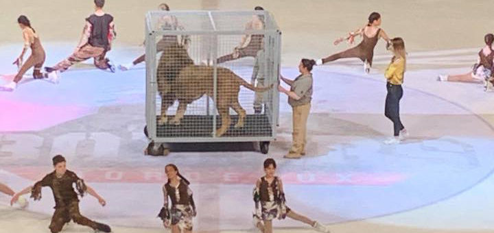 A Bordeaux, un lion en cage est retiré d’un spectacle après des réactions d’indignations