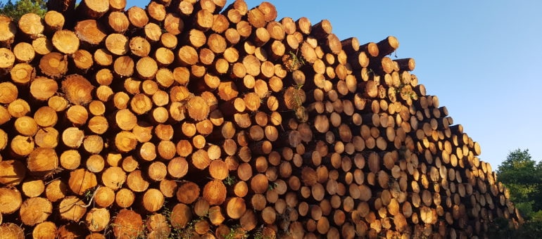 Une nouvelle coupe de bois dans la forêt de La Teste indigne les défenseurs, le propriétaire se justifie