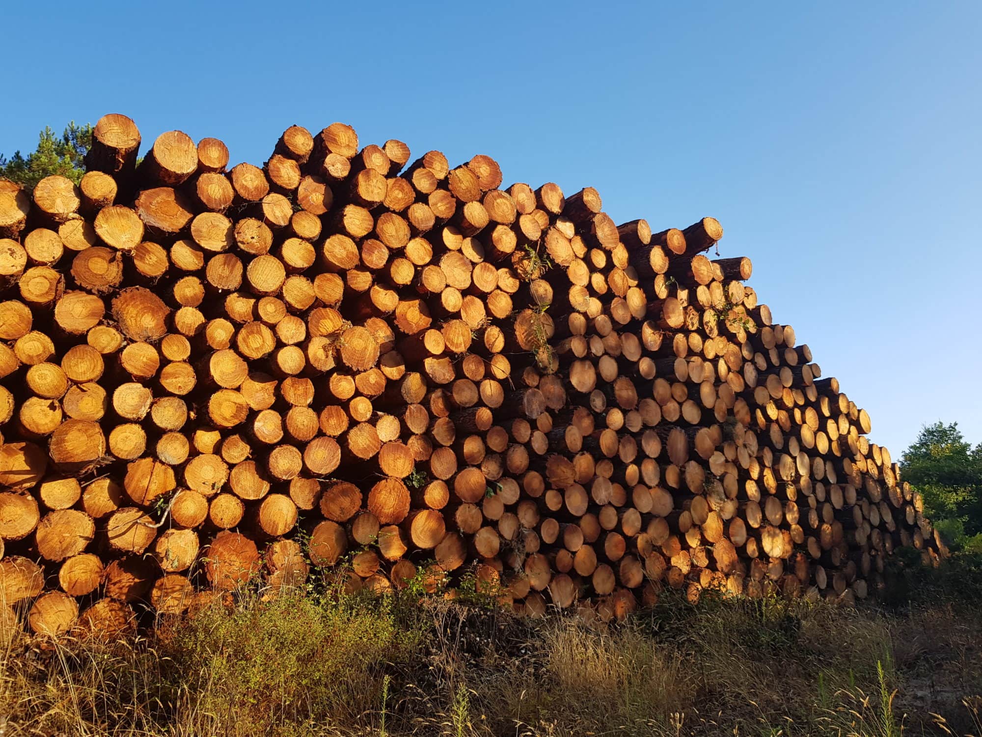 Une nouvelle coupe de bois dans la forêt de La Teste indigne les défenseurs, le propriétaire se justifie