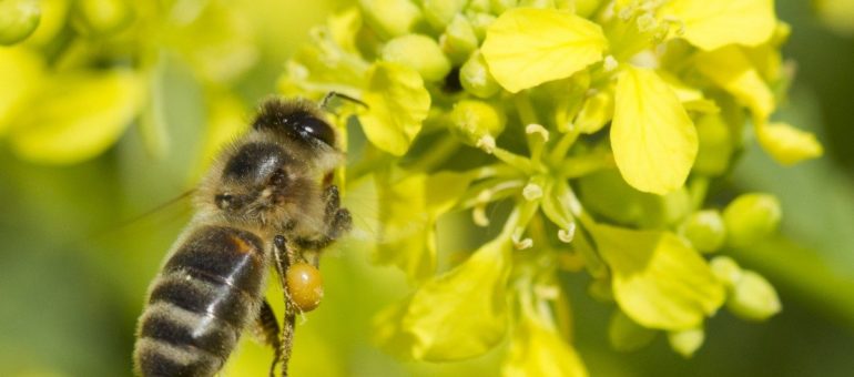 Ce que la Nouvelle-Aquitaine peut gagner à sauver sa biodiversité