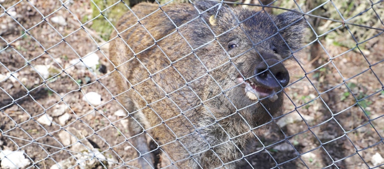 « Carnage derrière le grillage », les parcs d’attraction pour chasseurs en ligne de mire
