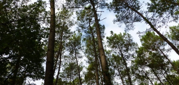 Dossier #30 : Pour une autre culture de la forêt en Nouvelle-Aquitaine