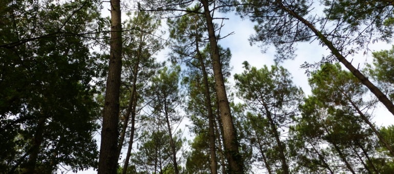 « Le changement climatique et les espèces invasives menacent les forêts du Sud-Ouest »