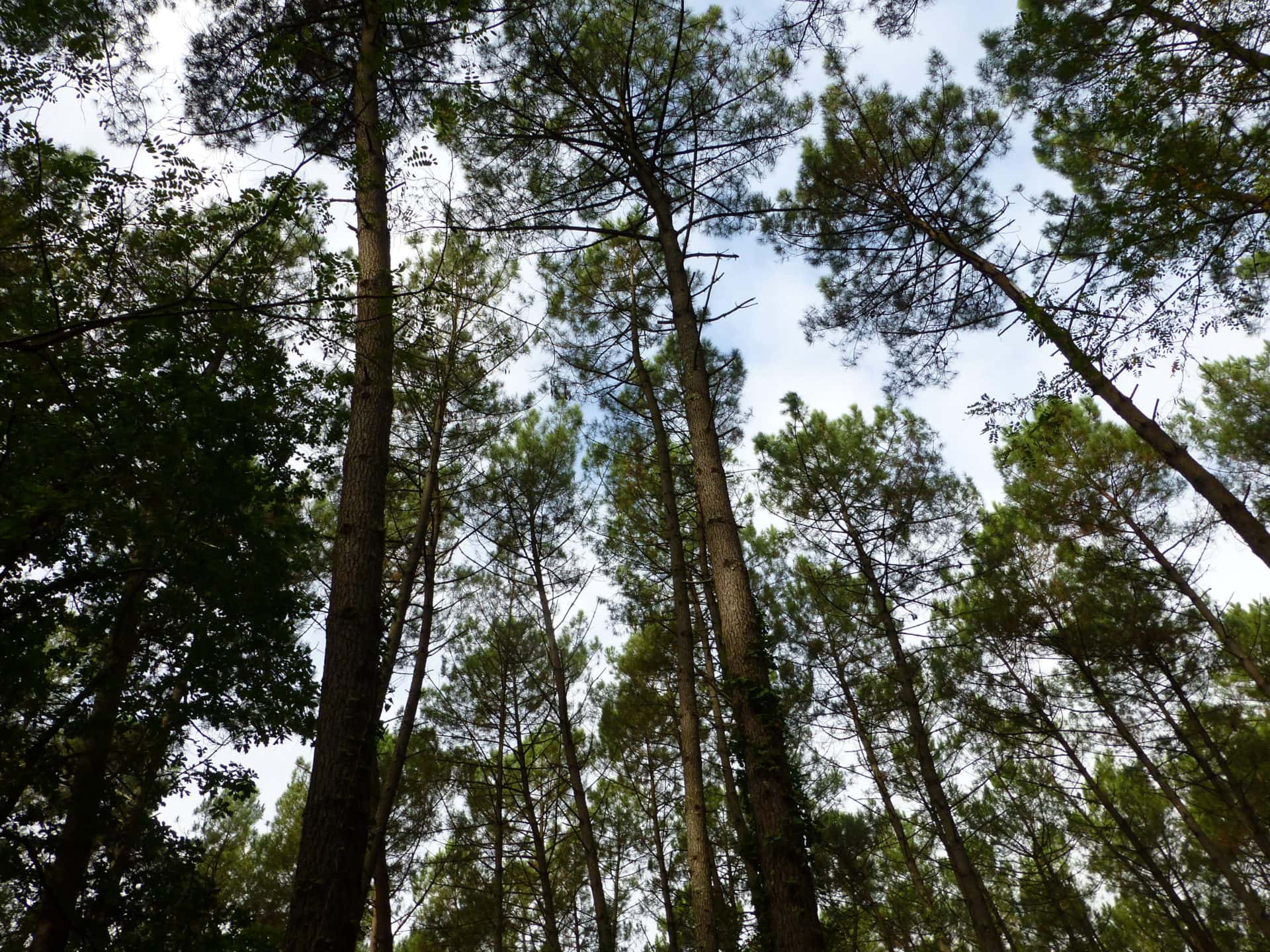 Dossier #30 : Pour une autre culture de la forêt en Nouvelle-Aquitaine