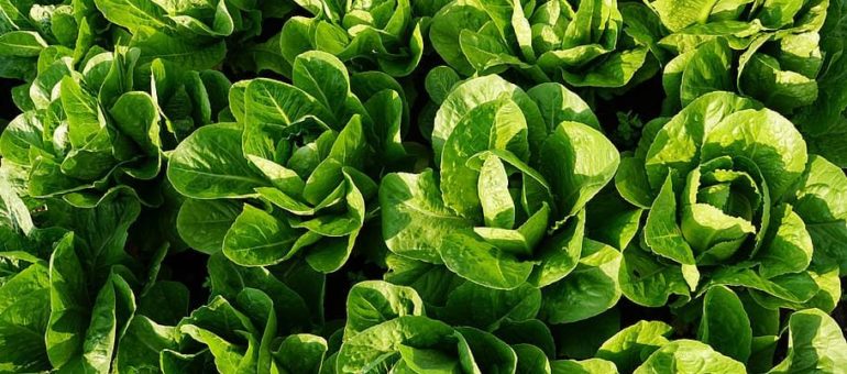 Observatoire de l’agribashing en Gironde : « Il faut arrêter de raconter des salades »