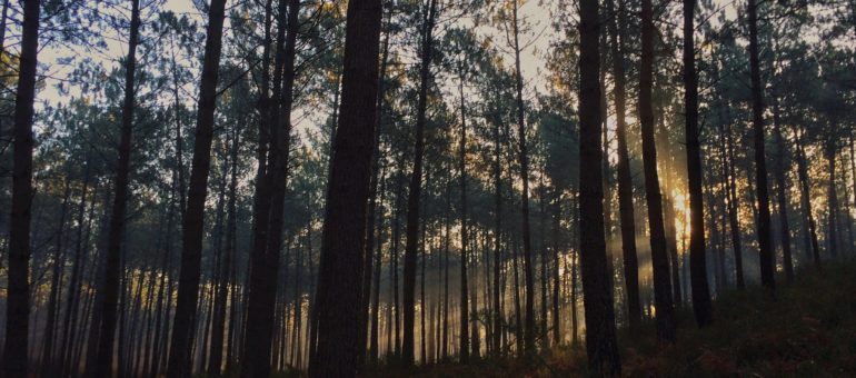 Les forêts de Nouvelle-Aquitaine aux abois ?