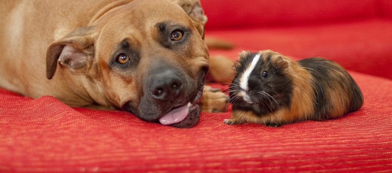 Coronavirus : « vous ne risquez rien auprès de vos animaux » rappelle la SPA