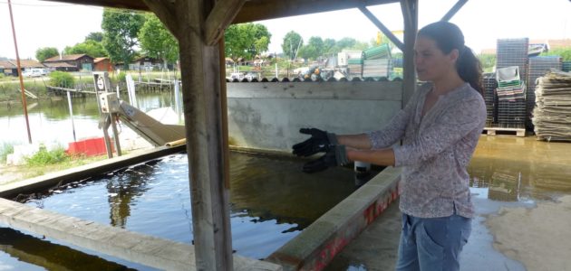 Les ostréiculteurs du Bassin d’Arcachon en ont plein les bottes