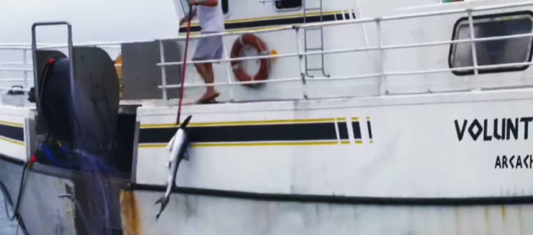 49 requins capturés : « Voluntas Dei » à nouveau dénoncé par Sea Shepherd