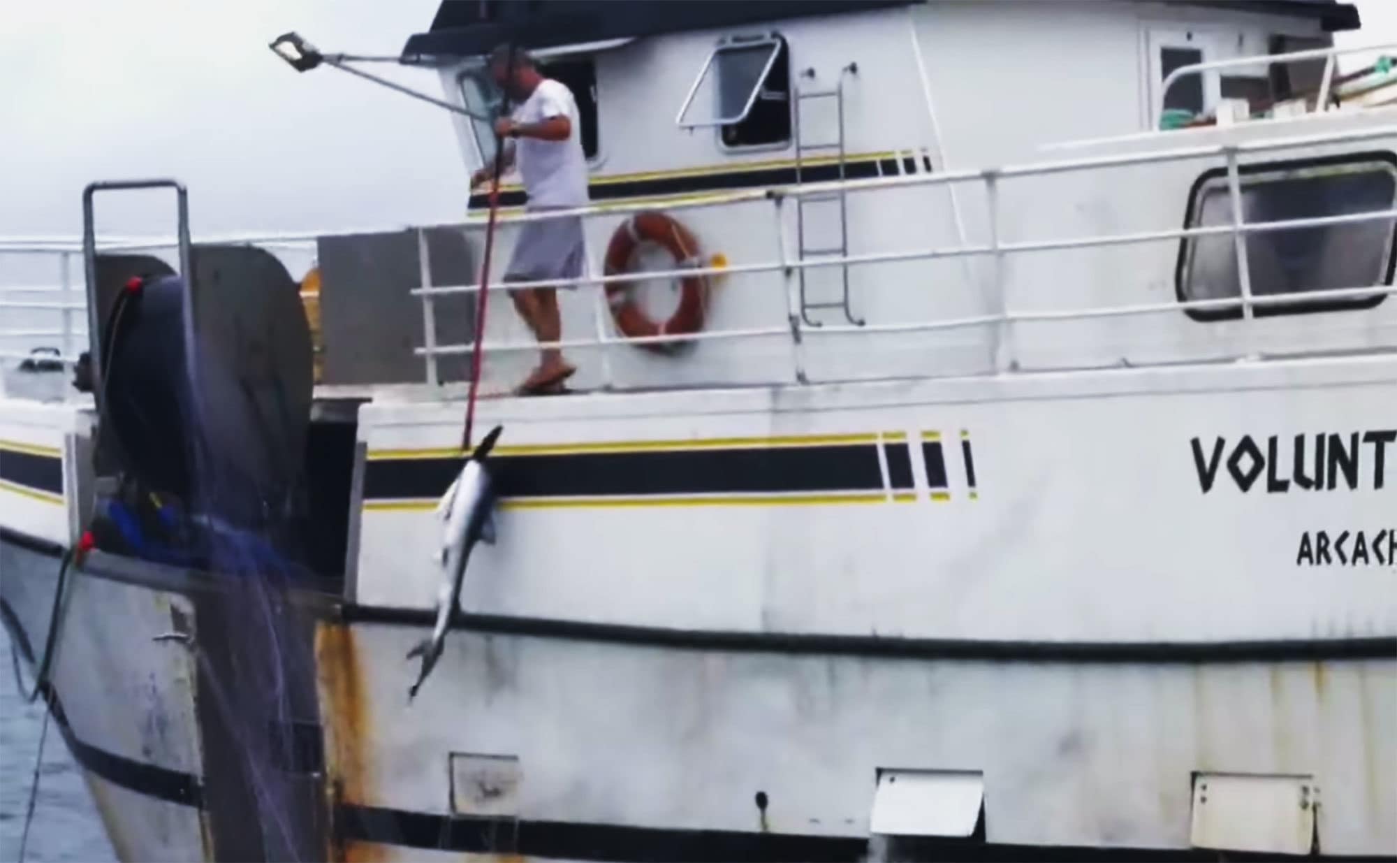 49 requins capturés : « Voluntas Dei » à nouveau dénoncé par Sea Shepherd