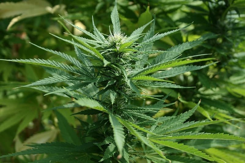Le feu vert au cannabis thérapeutique ne fait pas planer les producteurs de chanvre