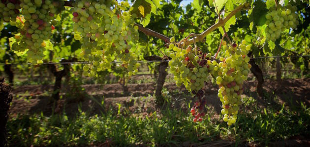 « Il va falloir se remettre en question » estime Paul, viticulteur à Saint-Emilion pour 1000 euros par mois