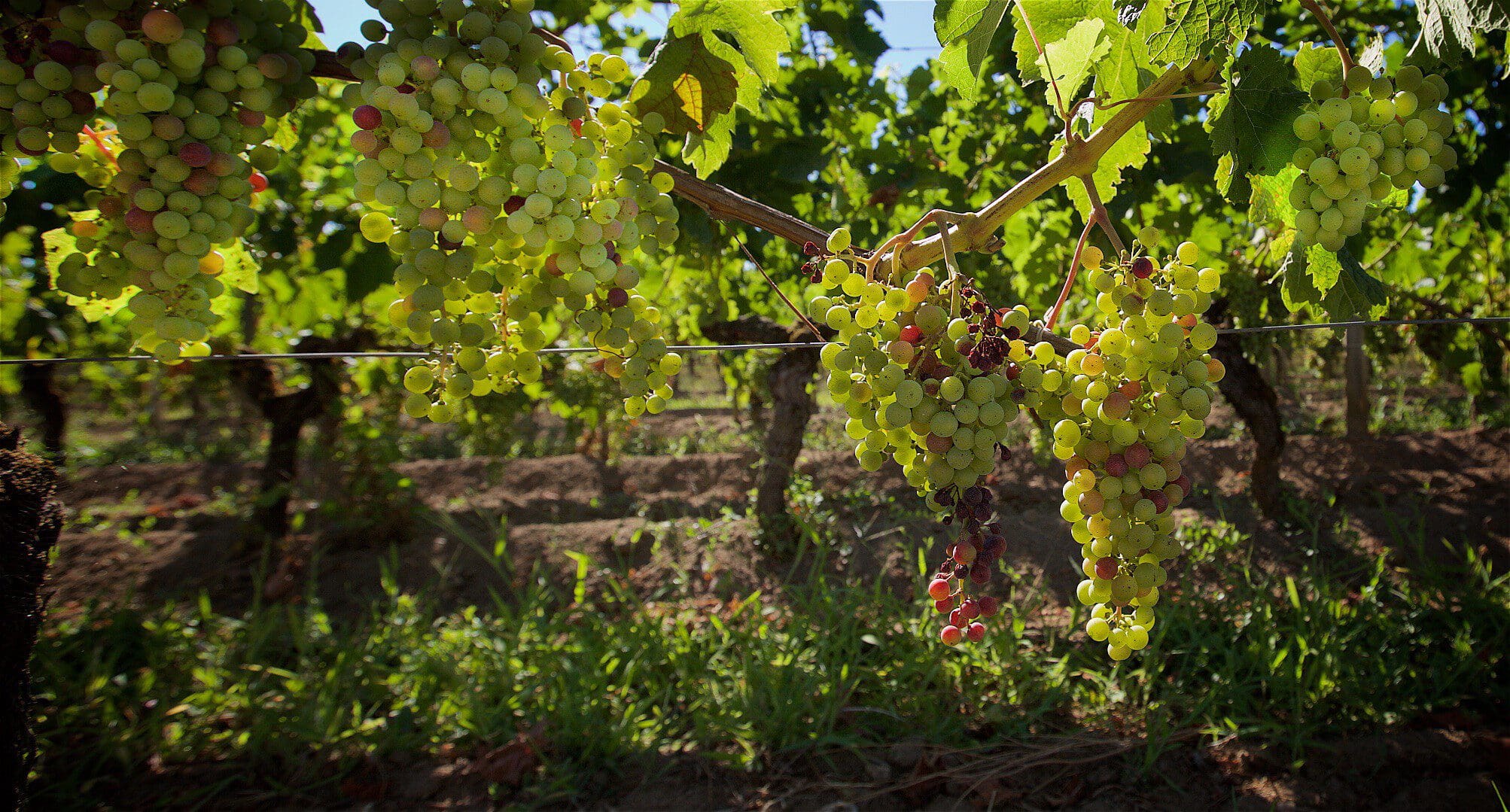 « Il va falloir se remettre en question » estime Paul, viticulteur à Saint-Emilion pour 1000 euros par mois