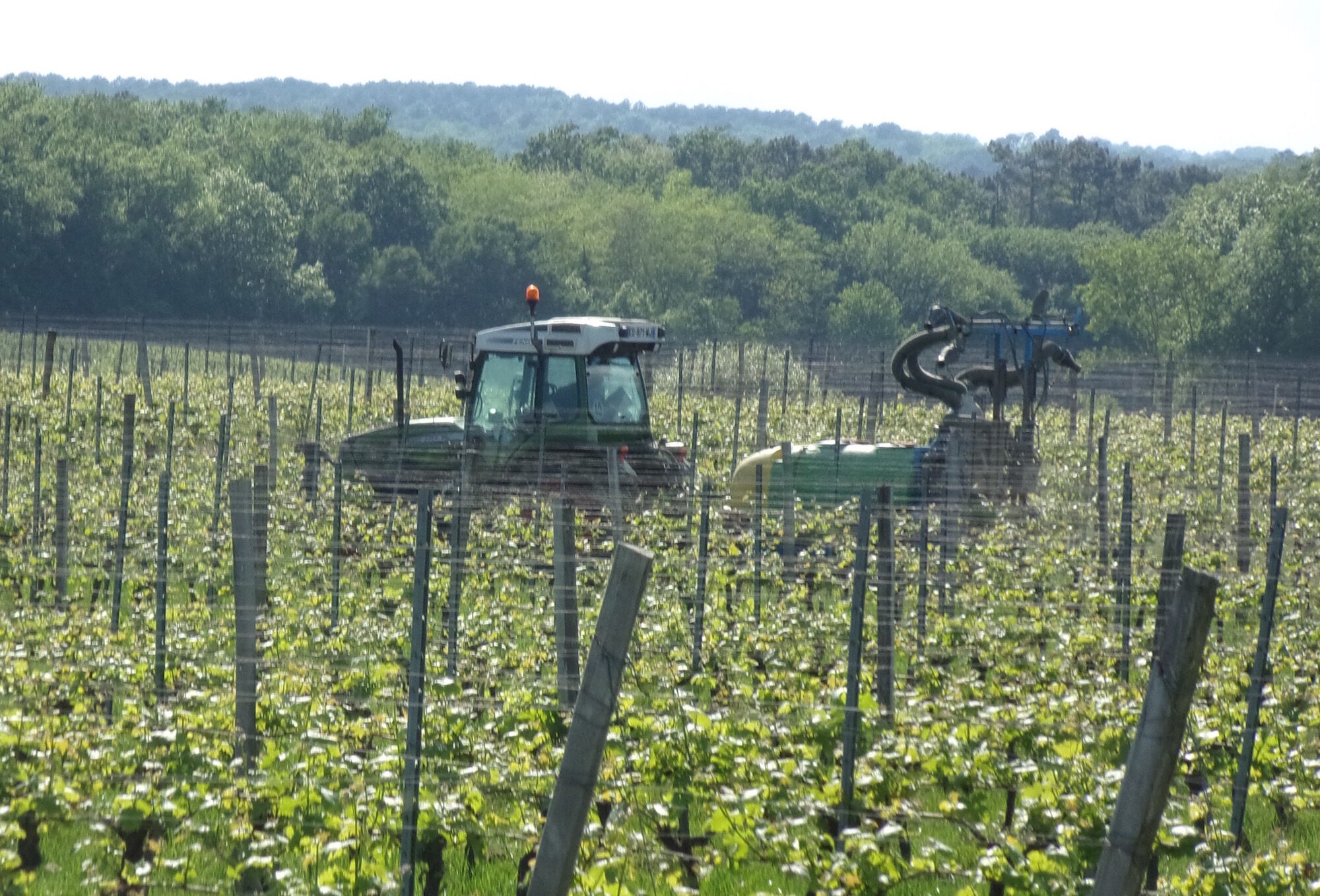 Mildiou dans le Bordelais : série noire pour les vignerons, carte blanche aux pesticides ?