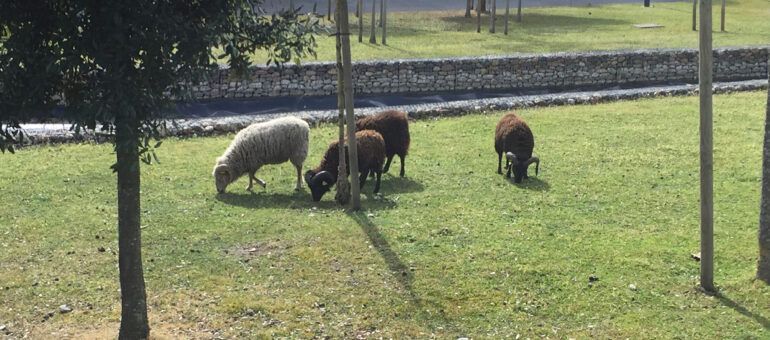 Des moutons comme tondeuses écolos, l’éco-pâturage pousse en Gironde