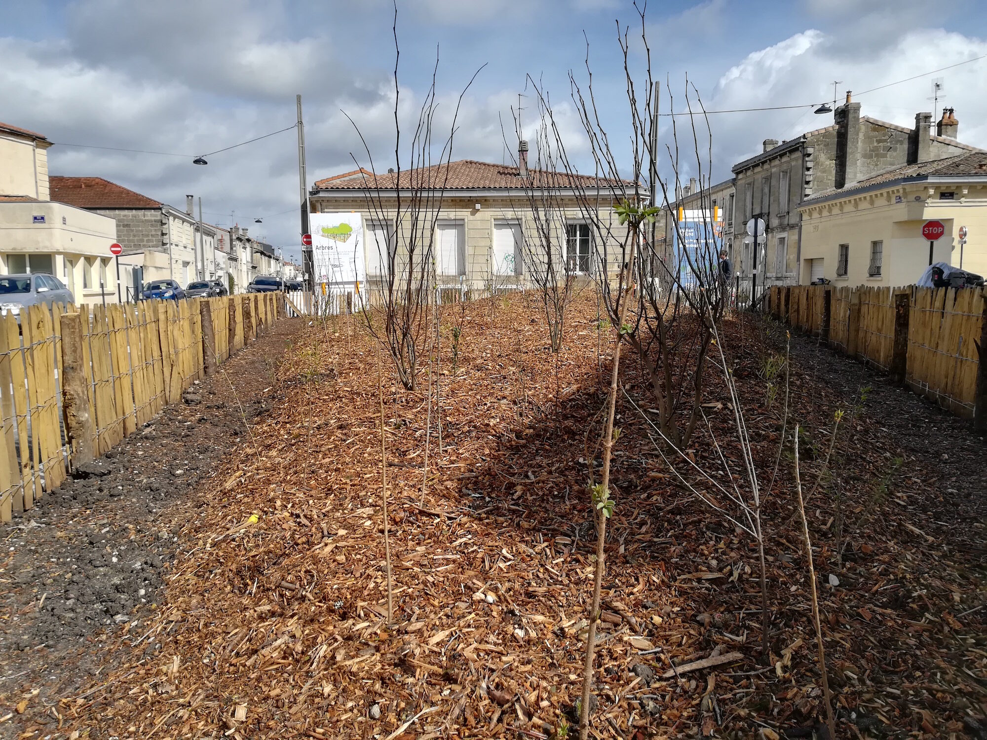 Bordeaux veut pousser les habitants à planter les rues et préserver les arbres