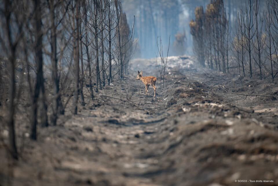 Incendies en Sud Gironde : « le feu est fixé »