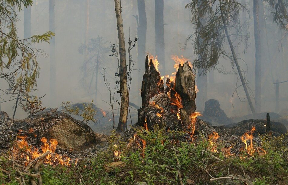 Incendies en Gironde : « Il faut 100 ans pour qu’une forêt se mette à nouveau en place »