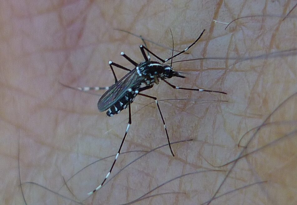 Dengue : un premier cas autochtone d’arbovirose détecté en Nouvelle-Aquitaine