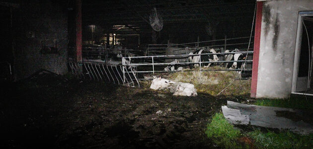 L214 dénonce des maltraitances animales dans l’un des plus gros élevages bovins en Gironde