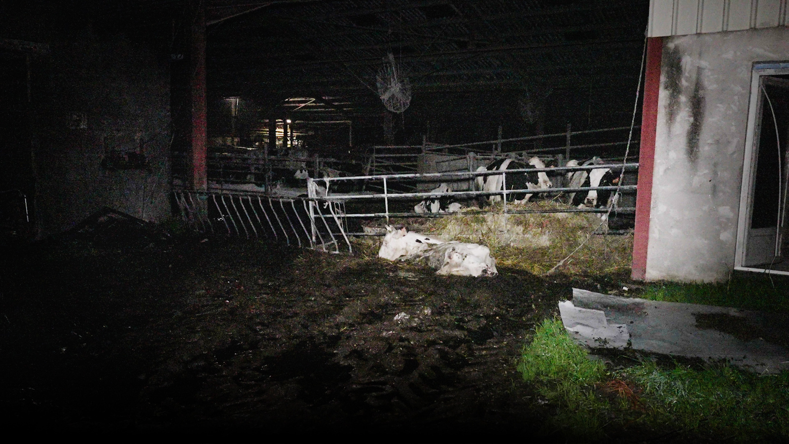 L214 dénonce des maltraitances animales dans l’un des plus gros élevages bovins en Gironde