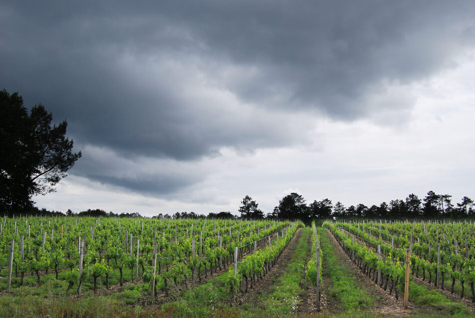 Crise viticole dans le Bordelais : « La débandade coûtera plus cher qu’un plan d’urgence »