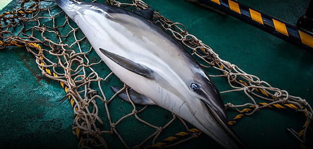 Dauphins échoués : le Conseil d’État ordonne la fermeture de zones de pêche dans le golfe de Gascogne