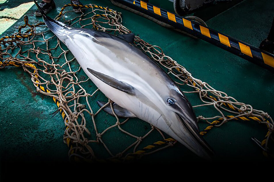 Dauphins échoués : le Conseil d’État ordonne la fermeture de zones de pêche dans le golfe de Gascogne