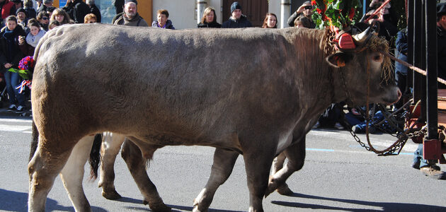 Malgré les crises, la fête du Bœuf gras de Bazas ne connaît pas encore de vaches maigres