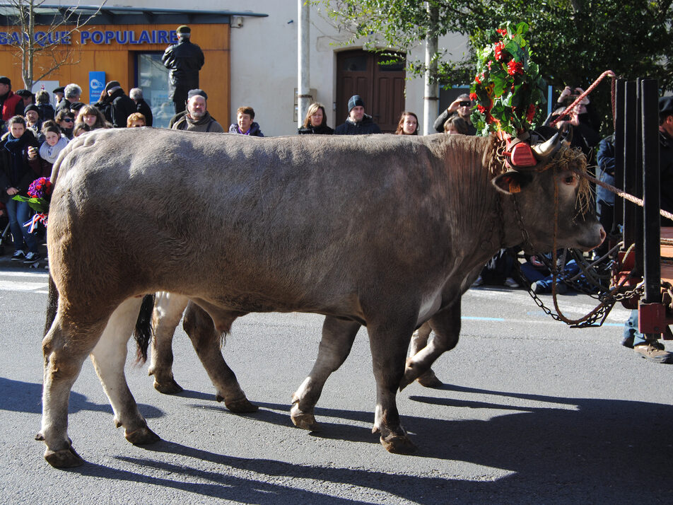 Malgré les crises, la fête du Bœuf gras de Bazas ne connaît pas encore de vaches maigres