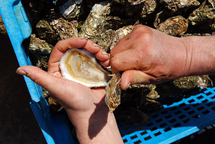A quatre jours du réveillon 2024, les huîtres du bassin d’Arcachon interdites à la vente