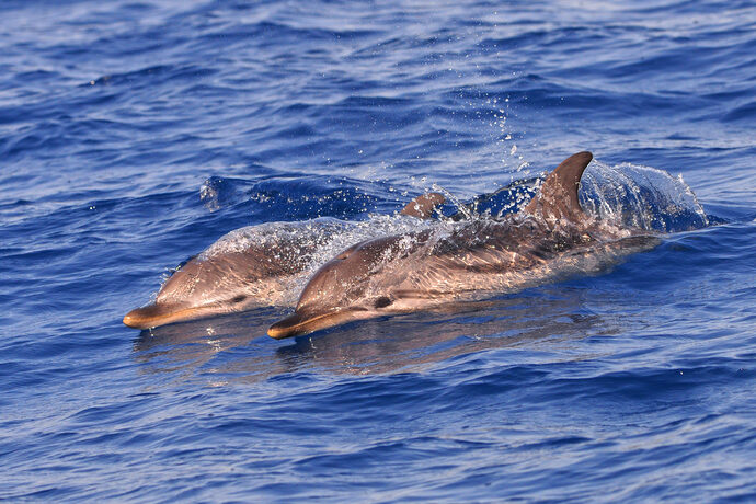 Interdiction de la pêche dans le golfe de Gascogne après une année 2023 noire pour les dauphins