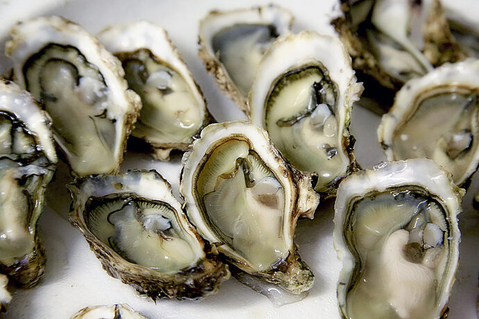 Les huîtres du bassin d’Arcachon à nouveau autorisées à la vente : un « soulagement » pour les ostréiculteurs