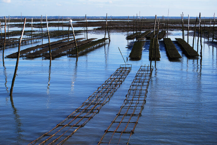 Enquête pour écocide après la contamination des huîtres du bassin d’Arcachon