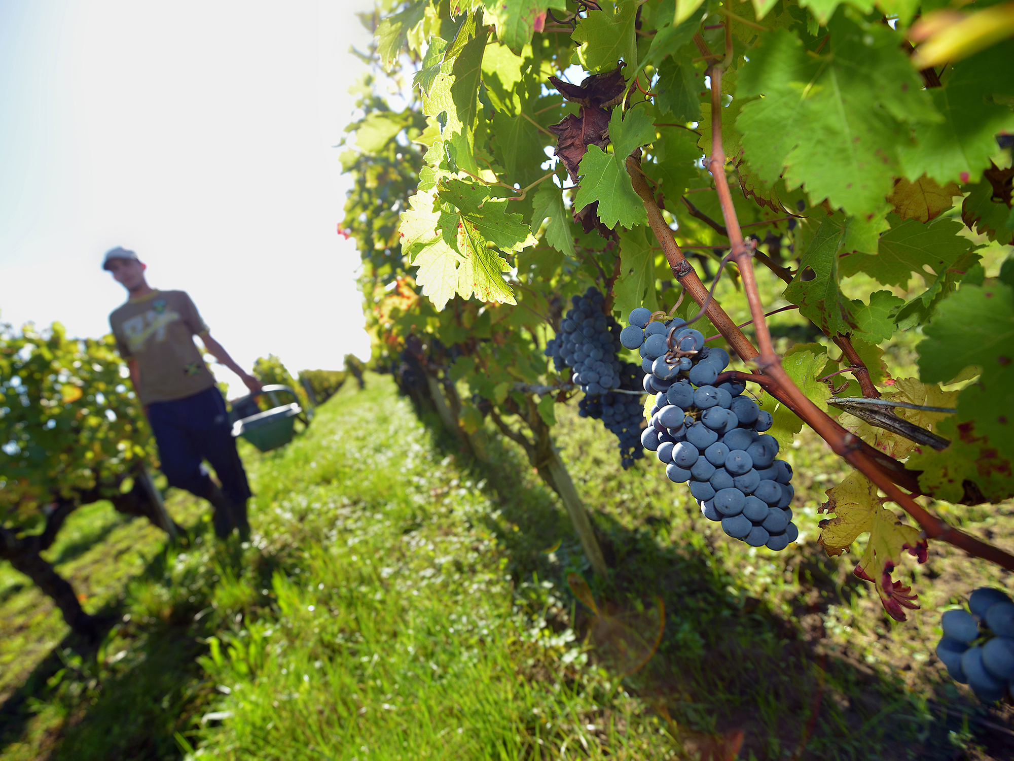 Accord « historique » des syndicats de vignerons sur un prix minimum du vin de Bordeaux