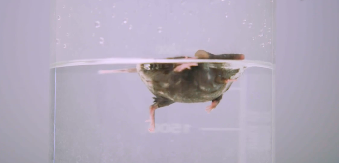 Des expérimentations de « nage forcée » sur des souris dénoncées à Bordeaux