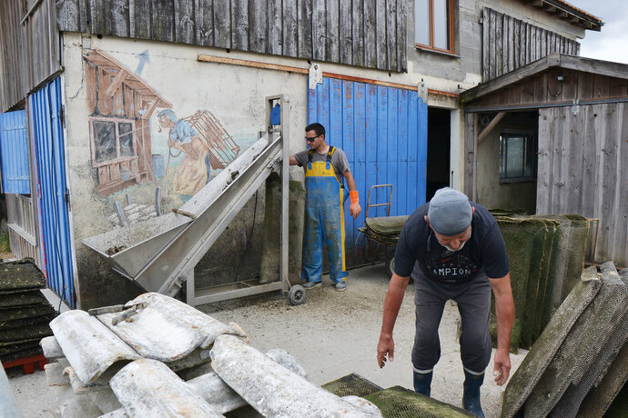Six mois après la crise des huîtres d’Arcachon, les ostréiculteurs pas remis en selles
