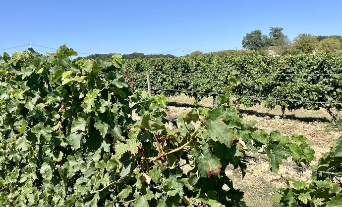 Face à la crise du vin de Bordeaux, Pierre Hurmic appelle à « jouer groupés », restaurateurs compris