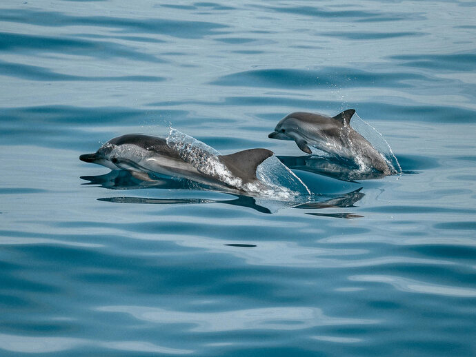 Efficace contre les captures mortelles de dauphins, la fermeture de la pêche reconduite dans le Golfe de Gascogne