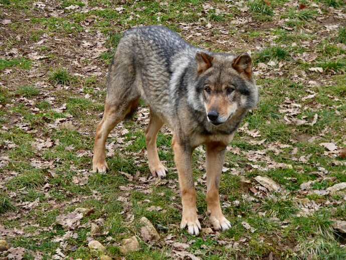 Le loup aperçu en Gironde, suspecté de cas de prédation sur ovins