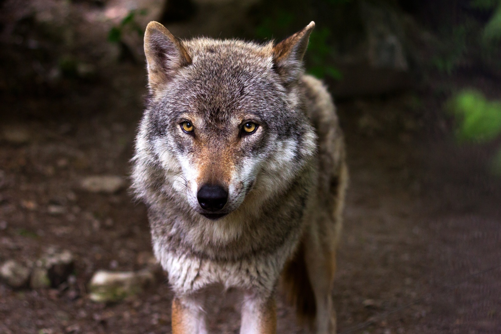 La Gironde s’organise pour vivre avec le loup et protéger les troupeaux