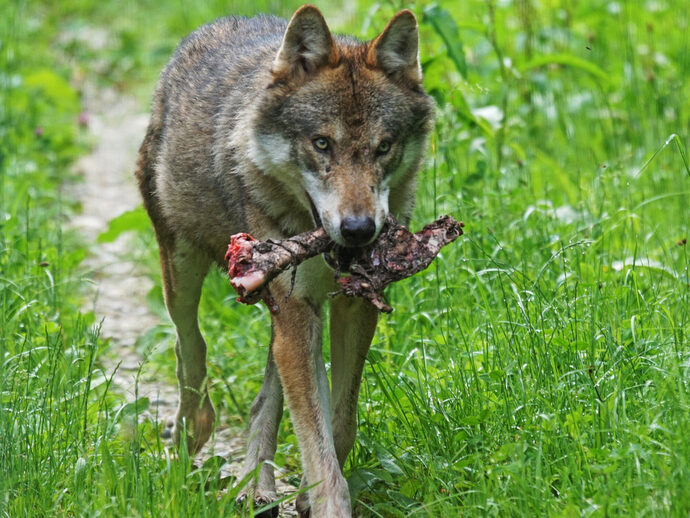 Comment le loup en Gironde oblige les éleveurs « à vivre avec le sauvage »