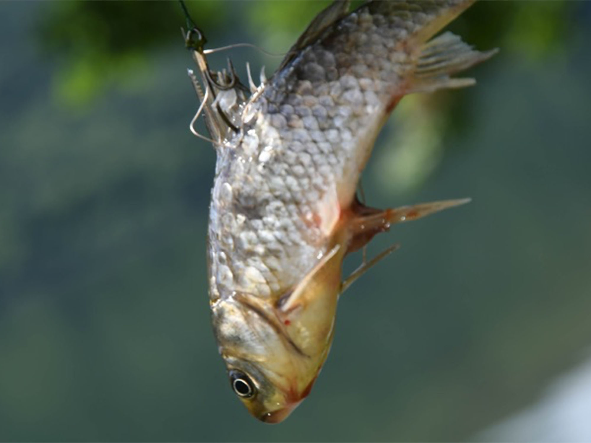 Le Decathlon de Cestas dénoncé pour la vente de poissons et crabes vivants pour la pêche au vif